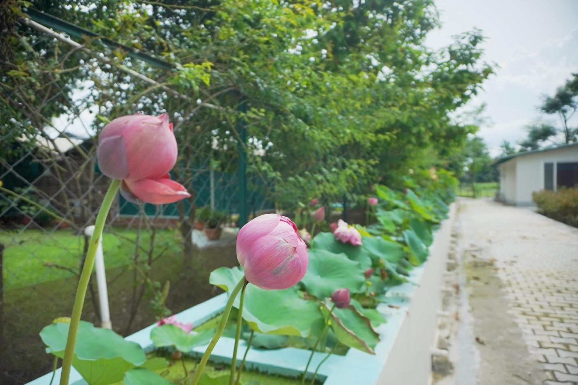 Sukoon - A Wellness Resort, Uttarakhand Chuharpur Buitenkant foto