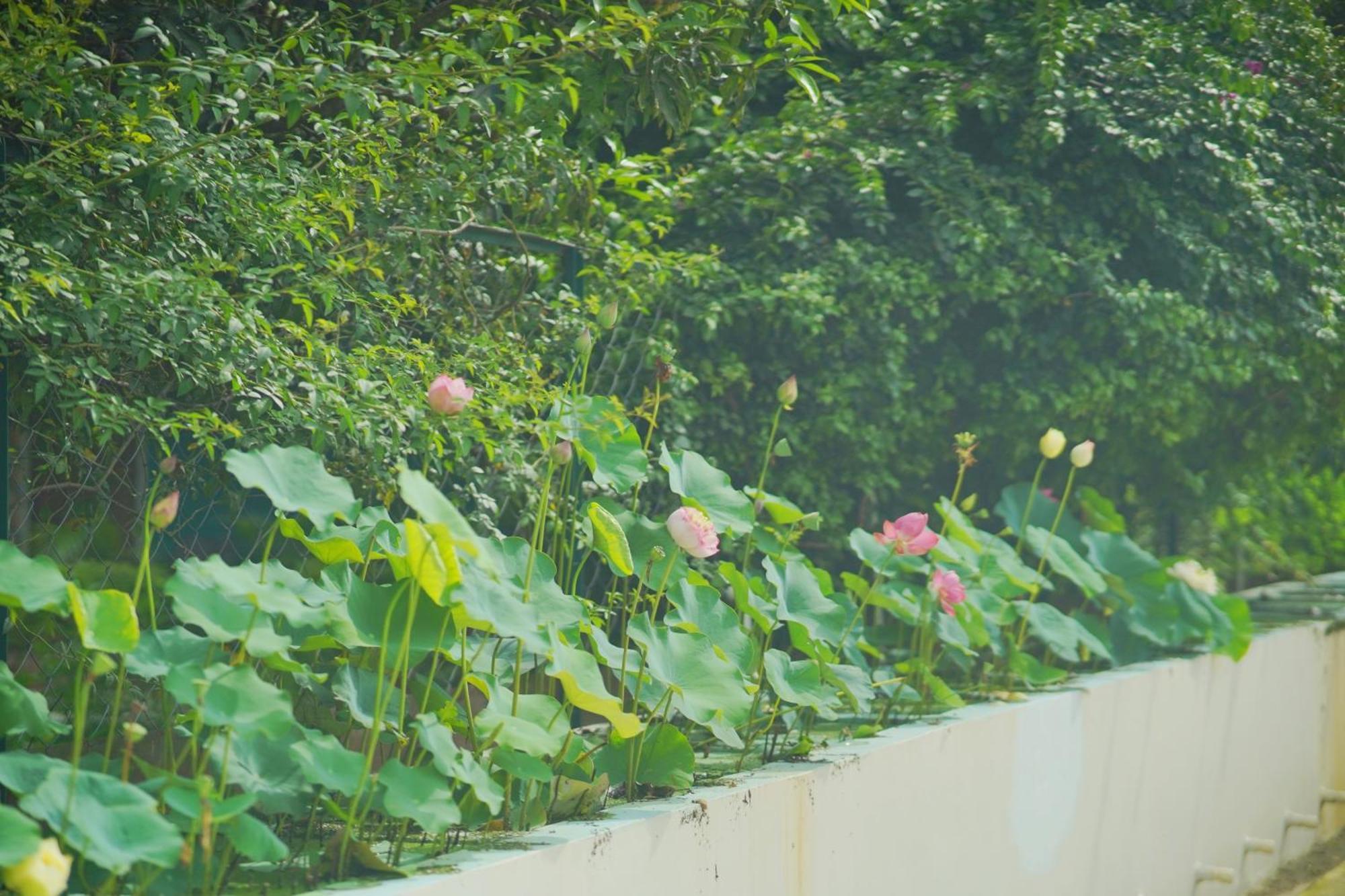 Sukoon - A Wellness Resort, Uttarakhand Chuharpur Buitenkant foto